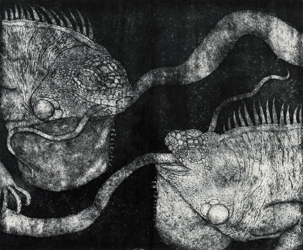 Iguana’s duel