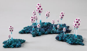 シロクボタマヒカリ