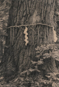 北海道神宮御神木