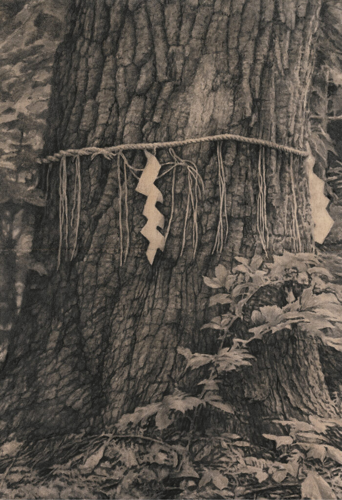 北海道神宮御神木