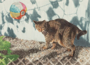 キャッツドリーム