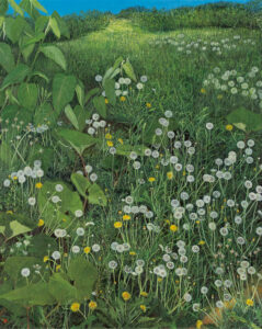 叢讃歌…たんぽぽ